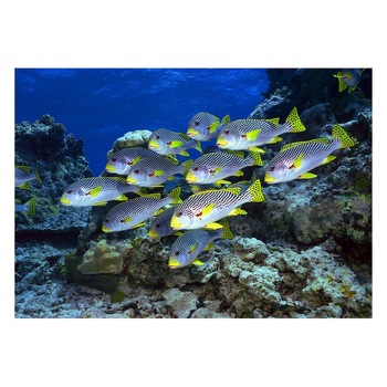 Fototapet Acvatic - BL-27, 70 x 100 cm Fototapet Acvatic - BL-27, 70 x 100 cm