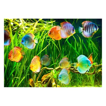 Fototapet Acvatic - BL-65, 70 x 100 cm Fototapet Acvatic - BL-65, 70 x 100 cm