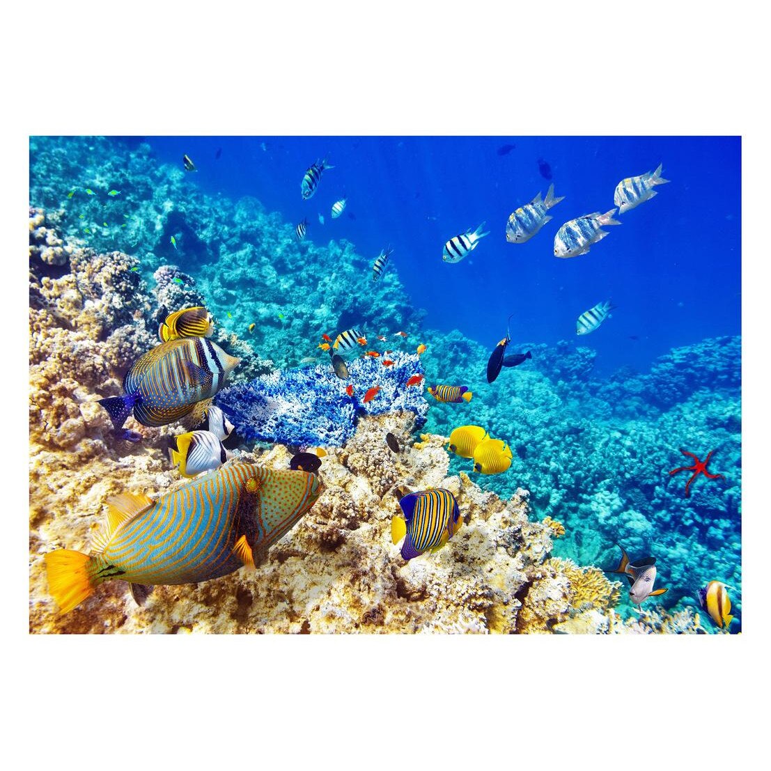 Fototapet Acvatic - BL-13, 70 x 100 cm