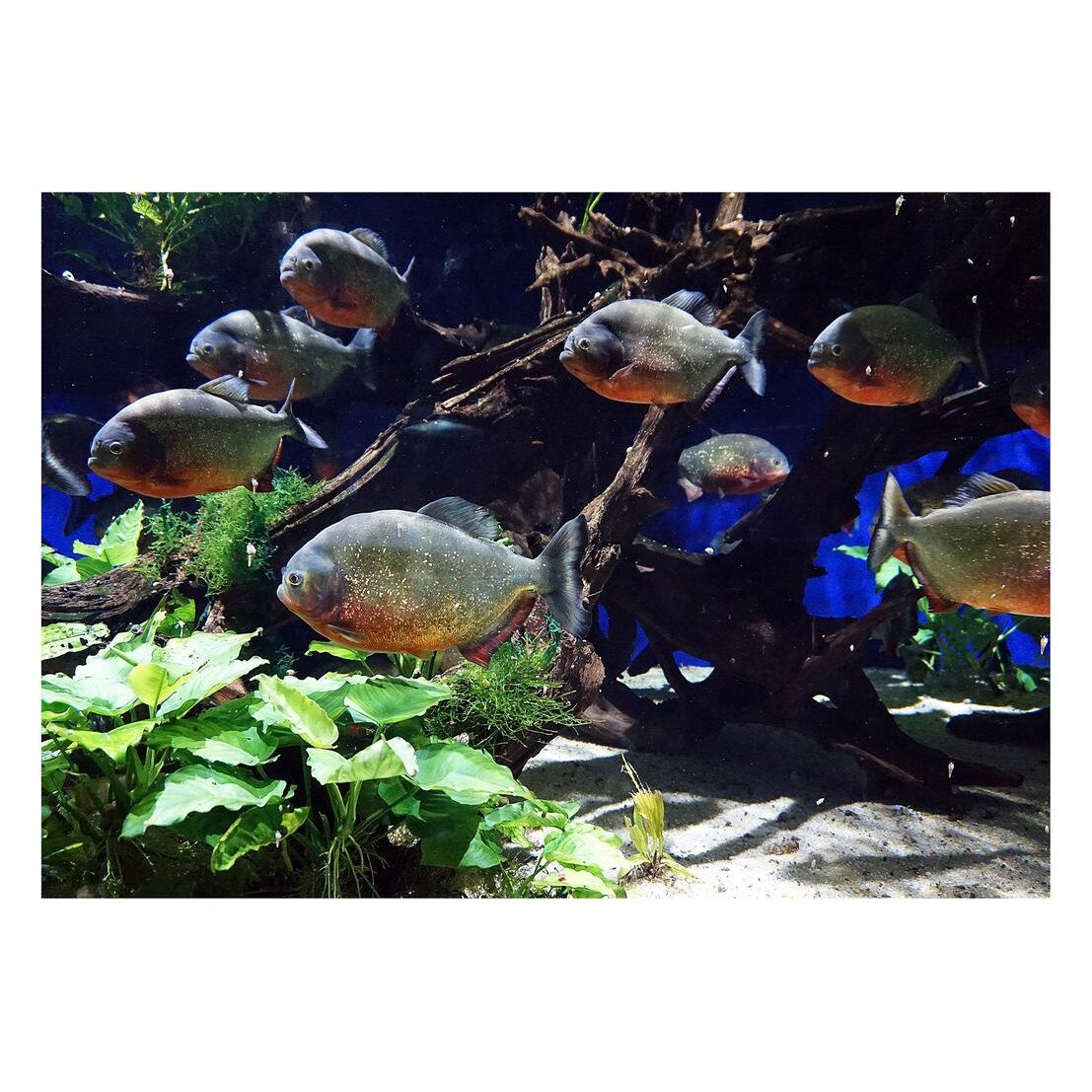 Fototapet Acvatic - BL-16, 70 x 100 cm