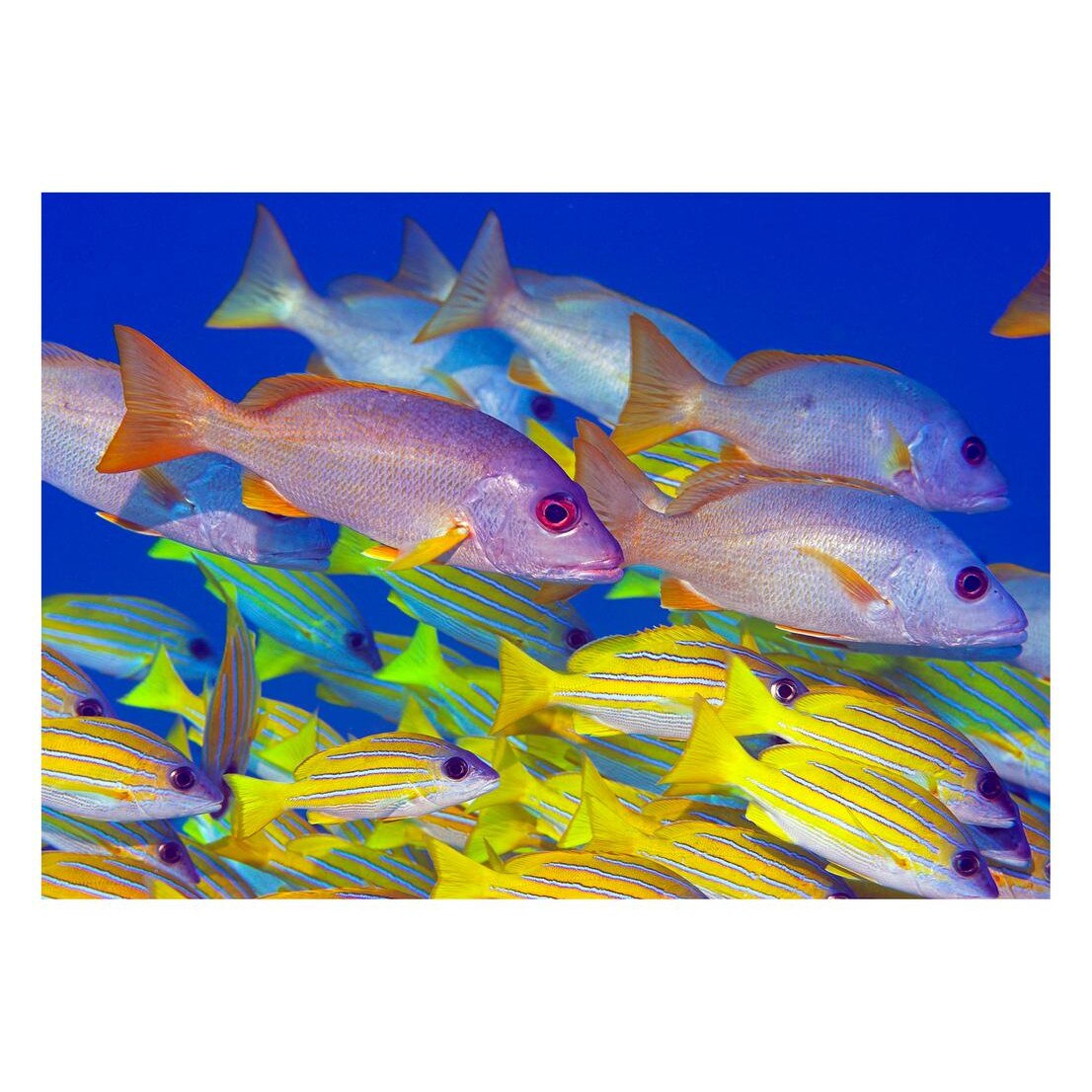 Fototapet Acvatic - BL-40, 70 x 100 cm