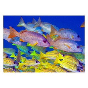 Fototapet Acvatic - BL-40, 70 x 100 cm Fototapet Acvatic - BL-40, 70 x 100 cm