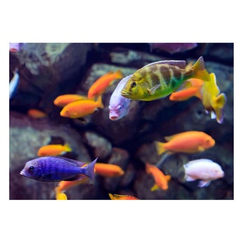 Fototapet Acvatic - BL-71, 70 x 100 cm Fototapet Acvatic - BL-71, 70 x 100 cm