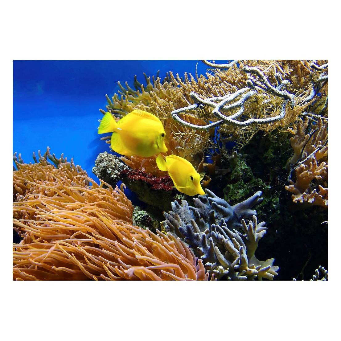 Fototapet Acvatic - BL-33, 70 x 100 cm