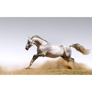 Tablou canvas Cai 9 (105 x 70 cm) Tablou canvas Cai 9 (105 x 70 cm)