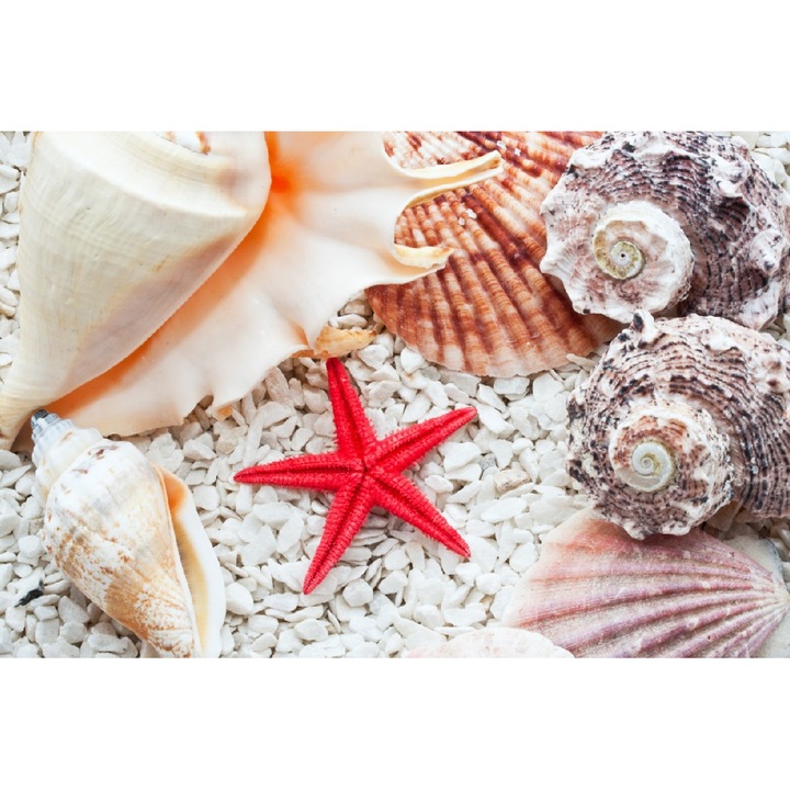 Fototapet Steluta de mare si cochilii 300 x 200 cm