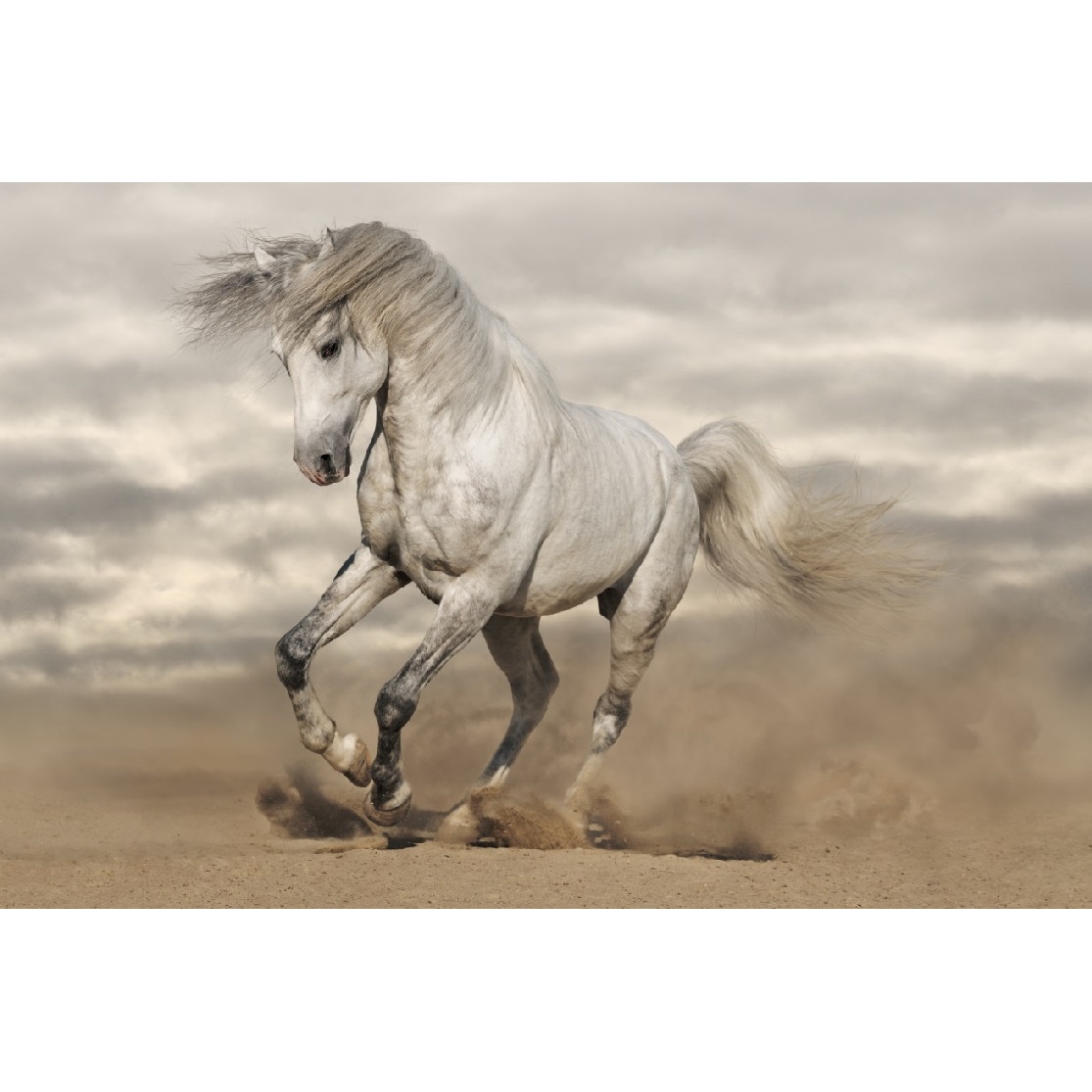 Tablou canvas Cai 2 (90 x 60 cm)