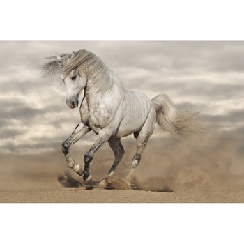 Tablou canvas Cai 2 (105 x 70 cm) Tablou canvas Cai 2 (105 x 70 cm)