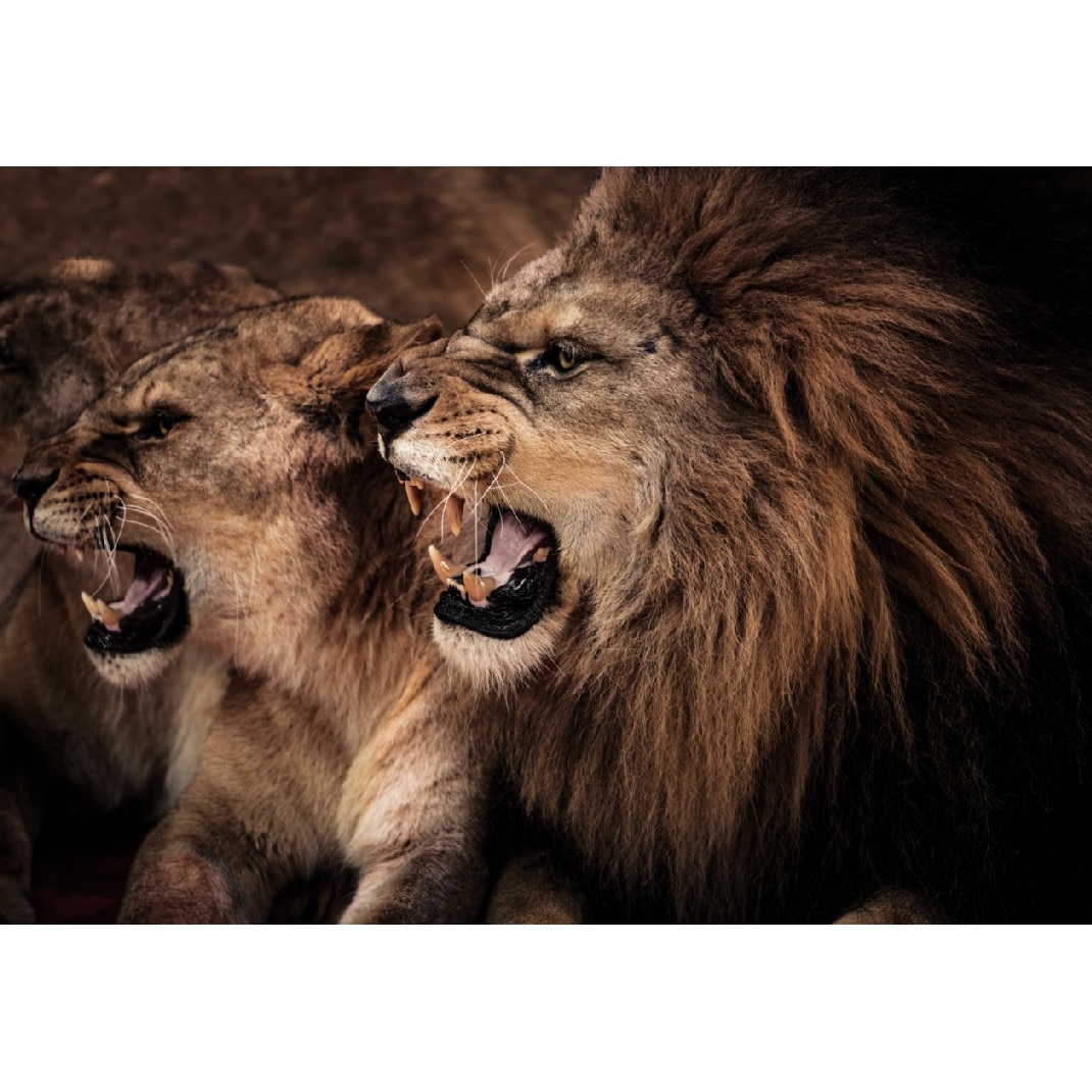 Fototapet din autocolant de perete Lei 270 x 200 cm