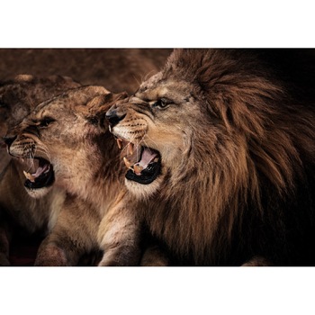 Fototapet Lei 300 x 200 cm Fototapet Lei 300 x 200 cm