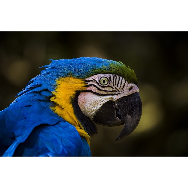 Fototapet Papagal albastru (270 x 255 cm)