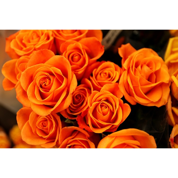 Fototapet Trandafiri portocalii 300 x 200 cm