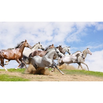 Fototapet din autocolant de perete Cai 8 200 x 135 cm Fototapet din autocolant de perete Cai 8 200 x 135 cm