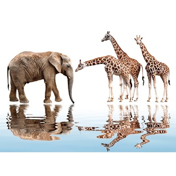 Fototapet de perete autoadeziv si lavabil Intalnire in savana 270 x 200 cm Fototapet de perete autoadeziv si lavabil Intalnire in savana 270 x 200 cm