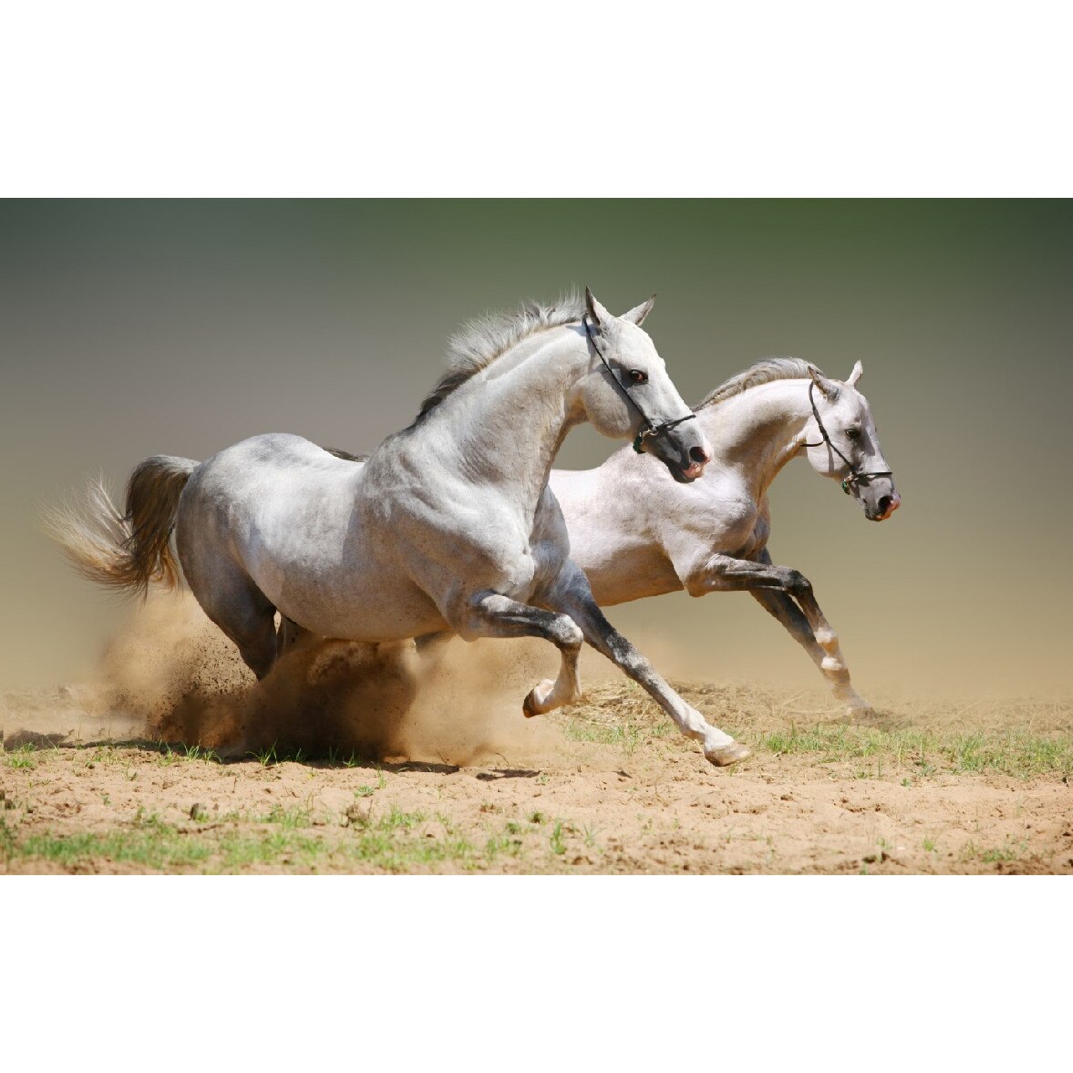 Tablou canvas Cai 15 (75 x 50 cm)