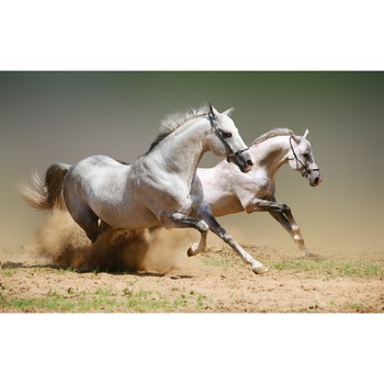 Tablou canvas Cai 15 (60 x 40 cm) Tablou canvas Cai 15 (60 x 40 cm)