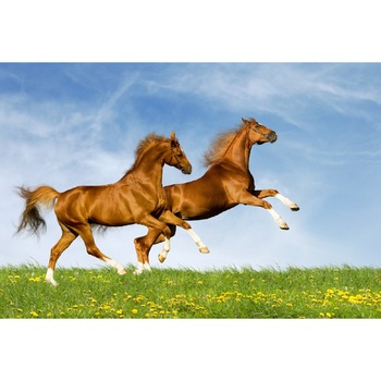 Fototapet Cai 11 (270 x 255 cm) Fototapet Cai 11 (270 x 255 cm)