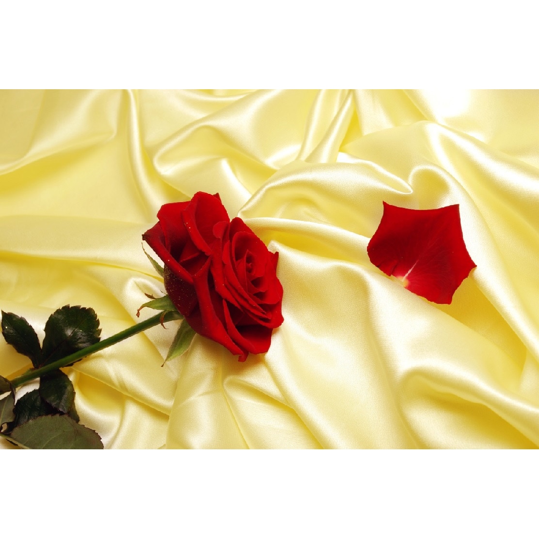 Fototapet din autocolant de perete Trandafir rosu 200 x 135 cm