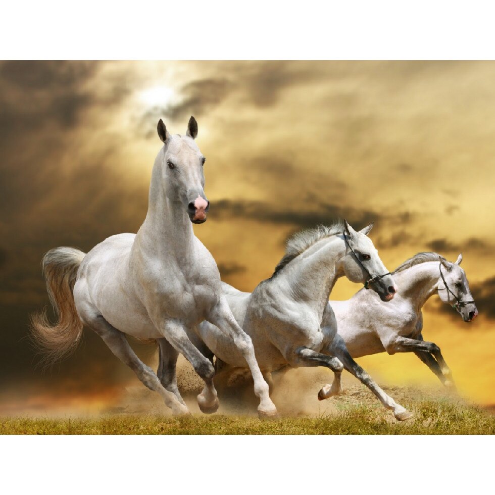 Fototapet de perete autoadeziv si lavabil Cai 12 200 x 135 cm