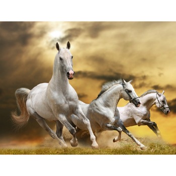 Fototapet Cai 12 (270 x 255 cm) Fototapet Cai 12 (270 x 255 cm)