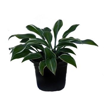 Crin de toamna Hosta H 30 cm in ghiveci de 3L Crin de toamna Hosta H 30 cm in ghiveci de 3L