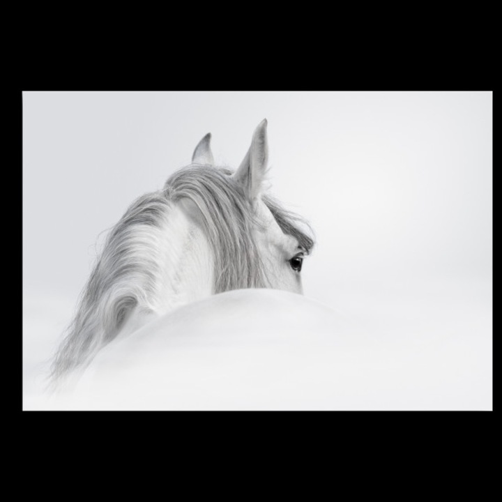 Картина на платно Canvas White Horse, 70 x 50 cm