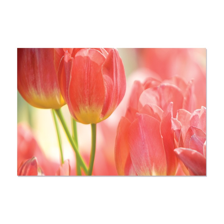 Tablou Canvas - Lalele roz, Flori, Primavara, 60 x 90 cm