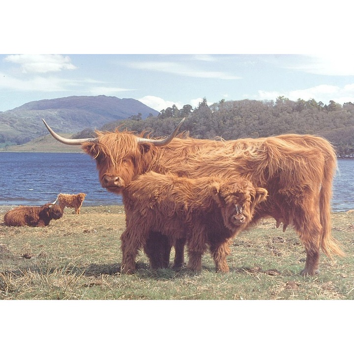 Puzzle The House of Puzzles - Highlanders, 1.000 darab, (56557)