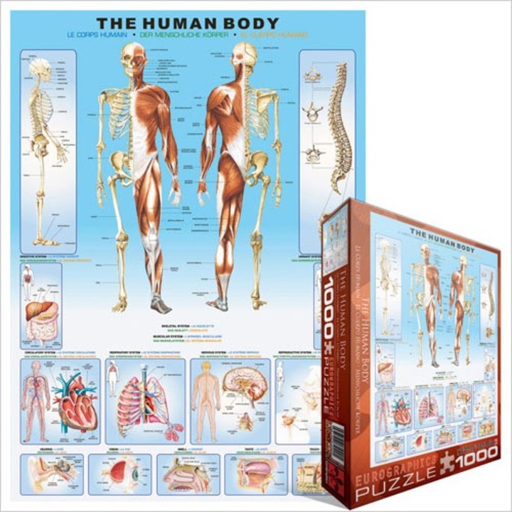 Пъзел Eurographics - Human body, 1.000 части (41895)