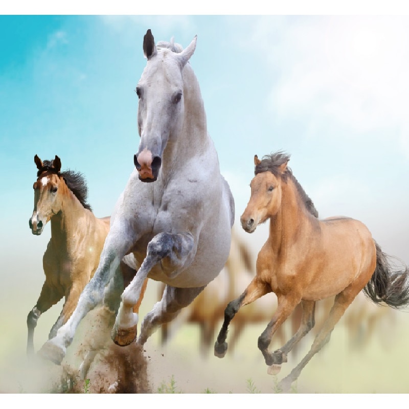 Fototapet Cai 18 300 x 200 cm