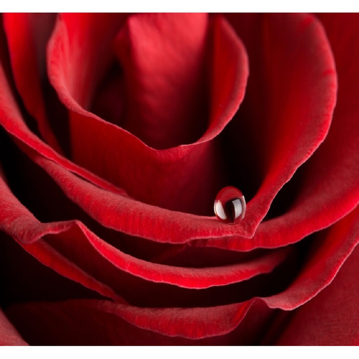 Fototapet Trandafir rosu cu roua 300 x 200 cm