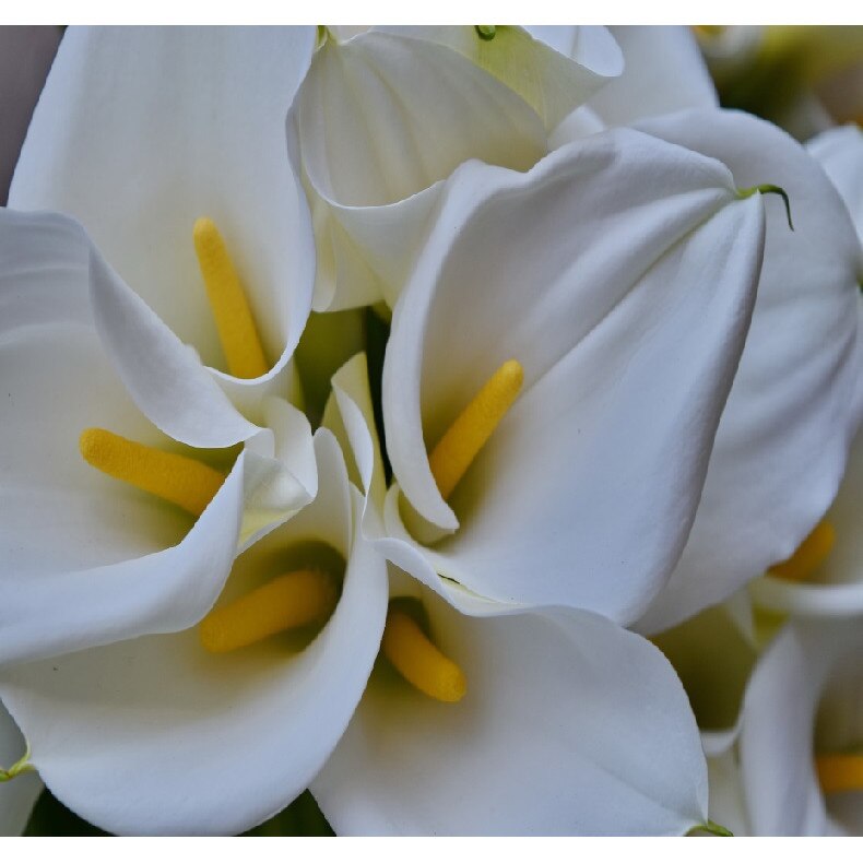 Fototapet Flori albe 300 x 200 cm