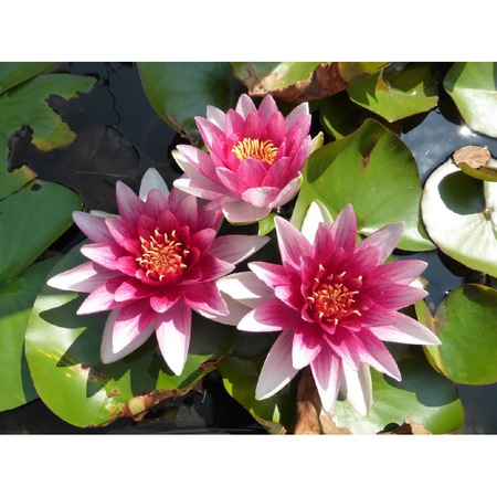 Fototapet Nuferi Roz 270 X 255 Cm Emag Ro