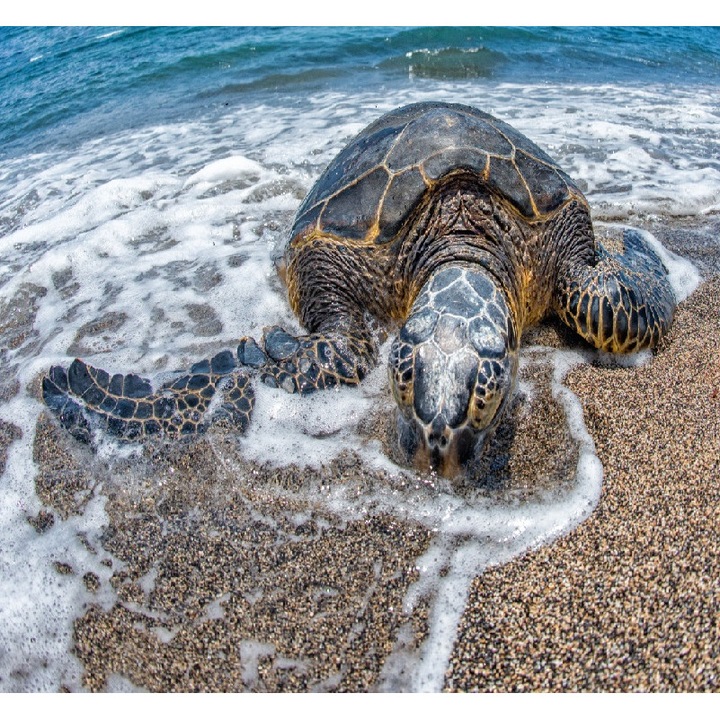 Fototapet Testoasa la mal 300 x 200 cm