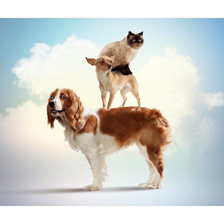 Fototapet Piramida animalelor 300 x 200 cm