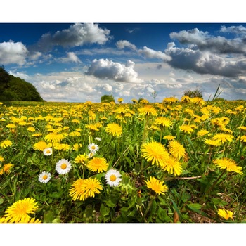 Tablou canvas Camp cu papadii (75 x 50 cm) Tablou canvas Camp cu papadii (75 x 50 cm)