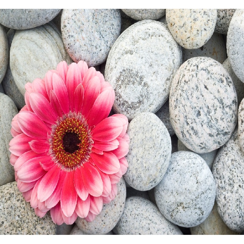 Fototapet din autocolant de perete Gerbera roz cu pietre 200 x 135 cm