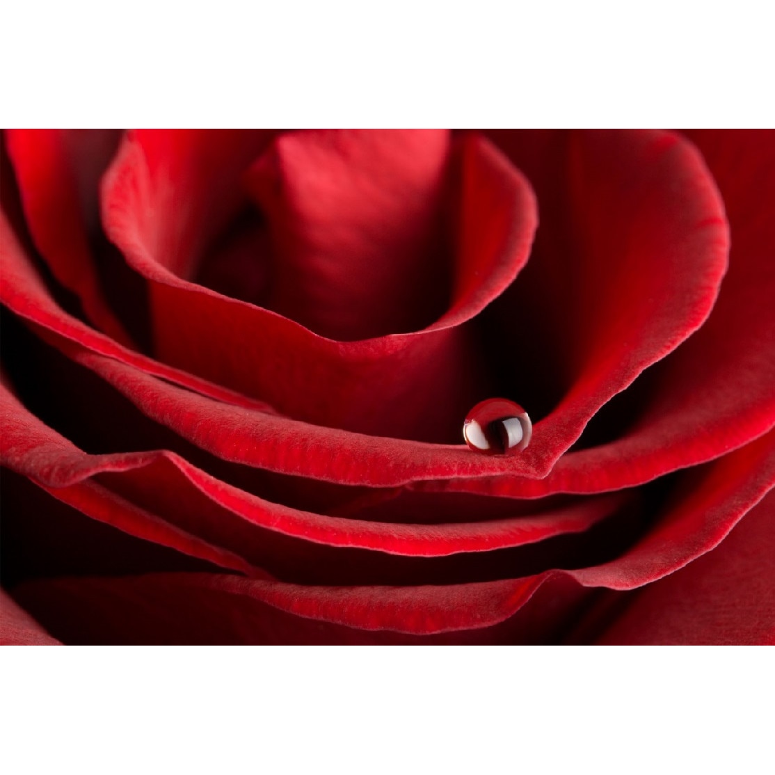 Tablou canvas Trandafir rosu cu roua (105 x 70 cm)