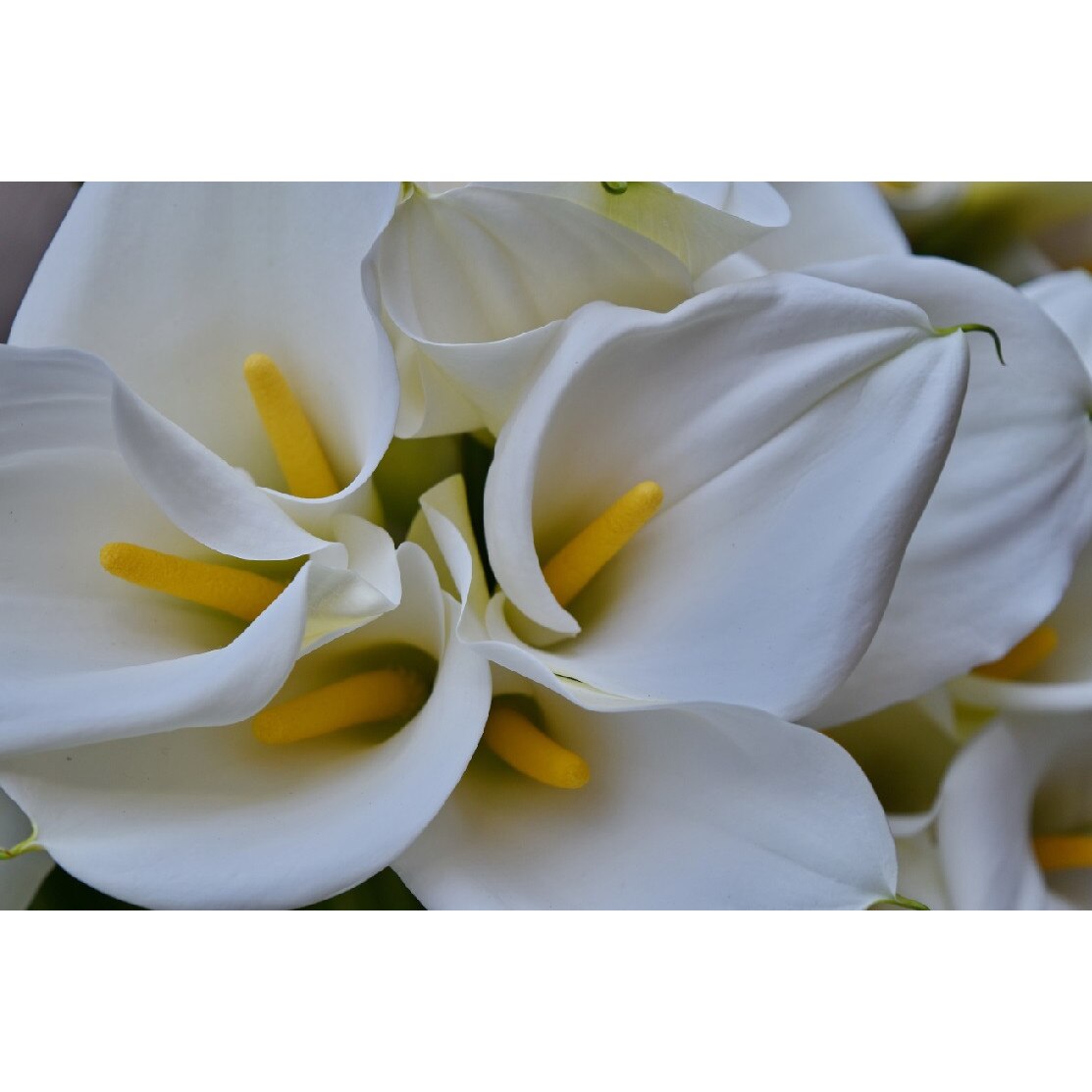 Tablou canvas Flori albe (45 x 30 cm)