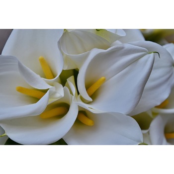 Tablou canvas Flori albe (75 x 50 cm) Tablou canvas Flori albe (75 x 50 cm)