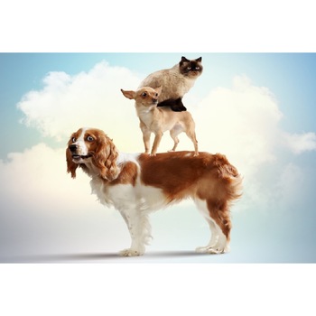 Tablou canvas Piramida animalelor (45 x 30 cm) Tablou canvas Piramida animalelor (45 x 30 cm)