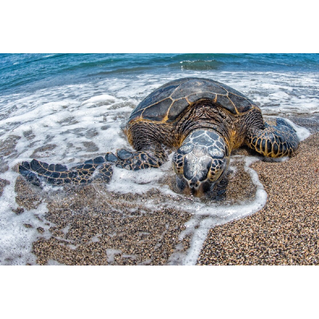 Tablou canvas Testoasa la mal (105 x 70 cm)