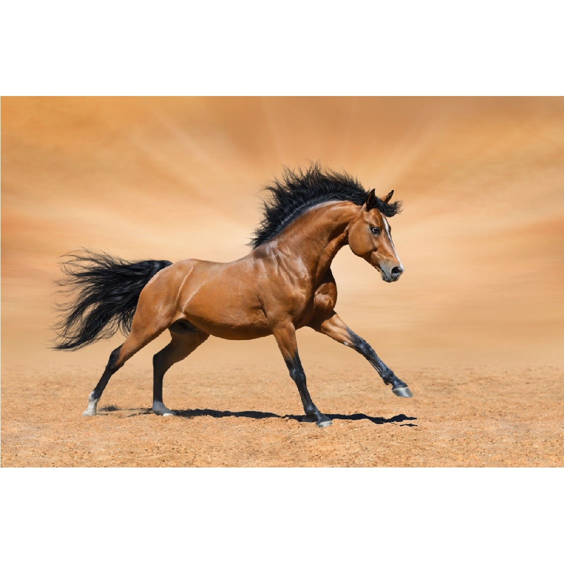 Tablou canvas Cai 19 (45 x 30 cm)