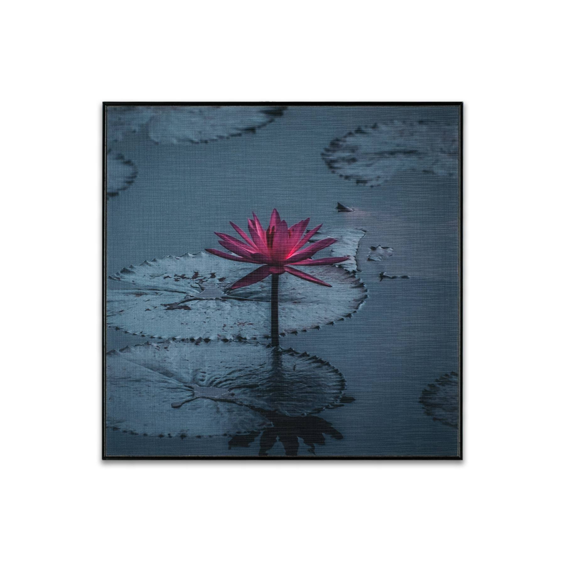 Imagine de perete, 30x30 cm, roz apa Lily, Nenuphar - Butopea