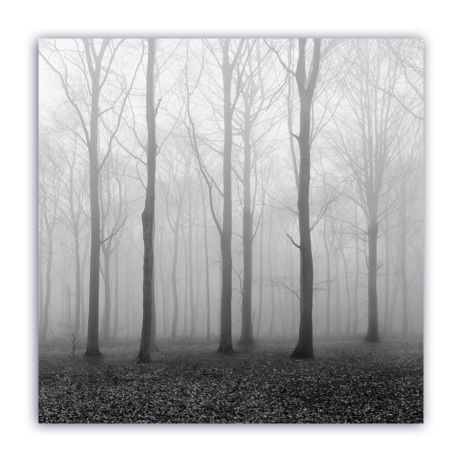 Tablou Canvas - Monochrom, Ceata, Padure, 100 x 100 cm