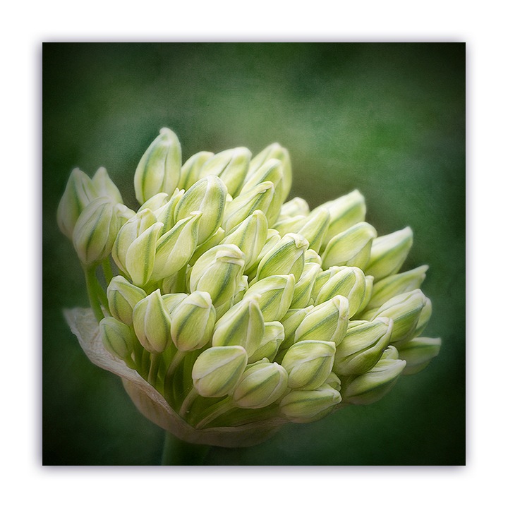 Tablou Canvas - Floral, Lalele, Buchet, 60 x 60 cm