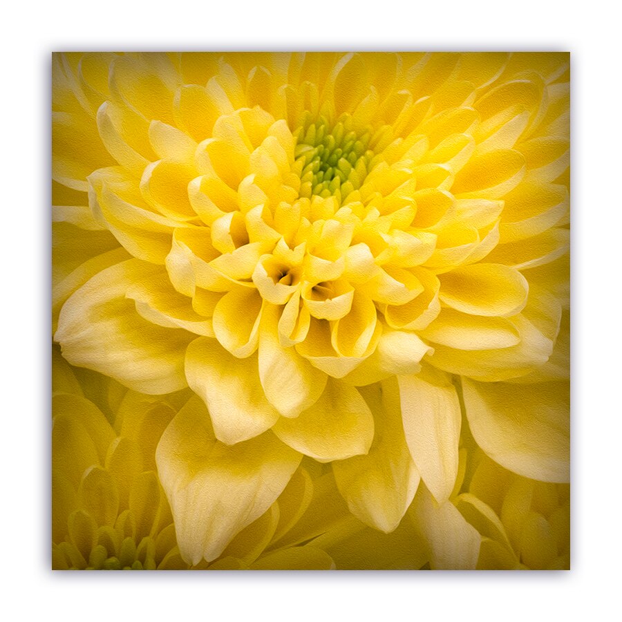 Tablou Canvas - Floare, Galben, 80 x 80 cm