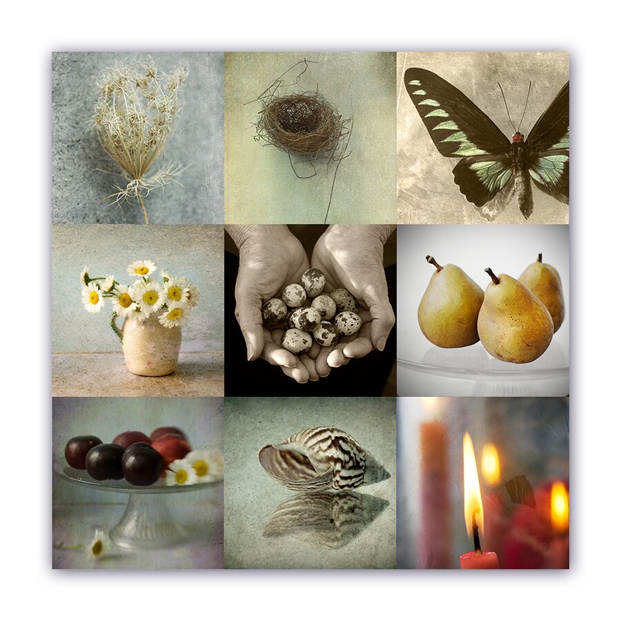 Tablou Canvas - Collage, Floare, Animale, 100 x 100 cm