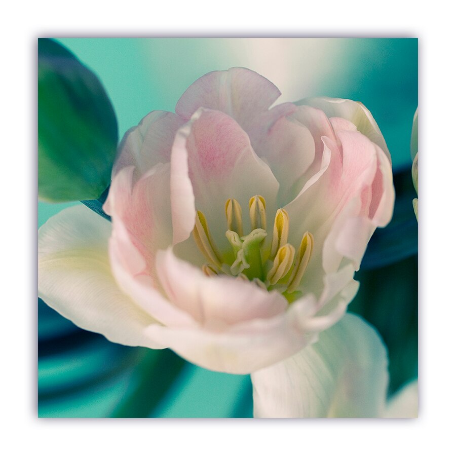 Tablou Canvas - Lalea, Floare, Alb-Roz, 100 x 100 cm