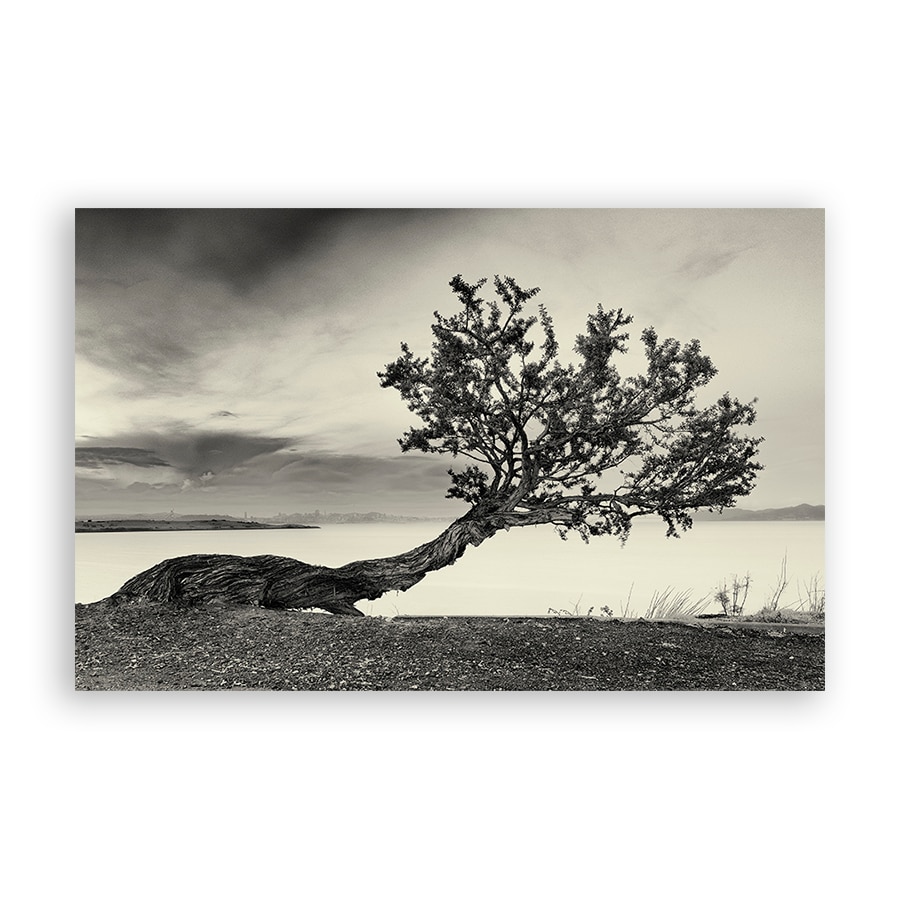 Tablou Canvas - Natura, Copac, Monochrom, 60 x 90 cm